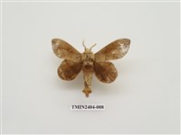 藏品(大灰枯葉蛾)的圖片